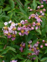 Dwarf Barbados Cherry, Dwarf Acerola, Malpighia punicifolia, Malpighia glabra nana